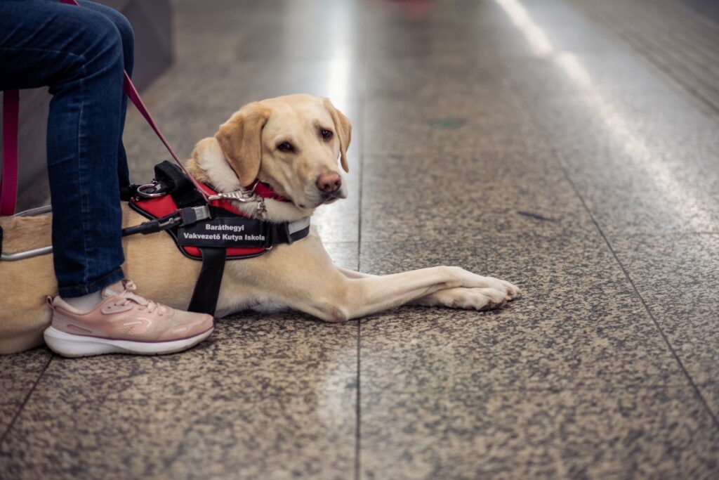 Babér, a zsemleszínű vakvezető labrador piros hámban fekszik gazdája lábánál egy fényes padlójú váróteremben vagy metróállomáson. A hámon a „Baráthegyi Vakvezető Kutya Iskola” felirat olvasható.
