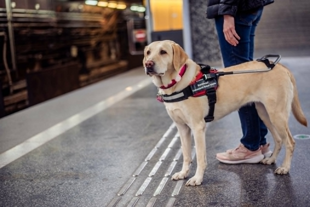 Belerúgtak a buszon a vakvezető kutyánkba