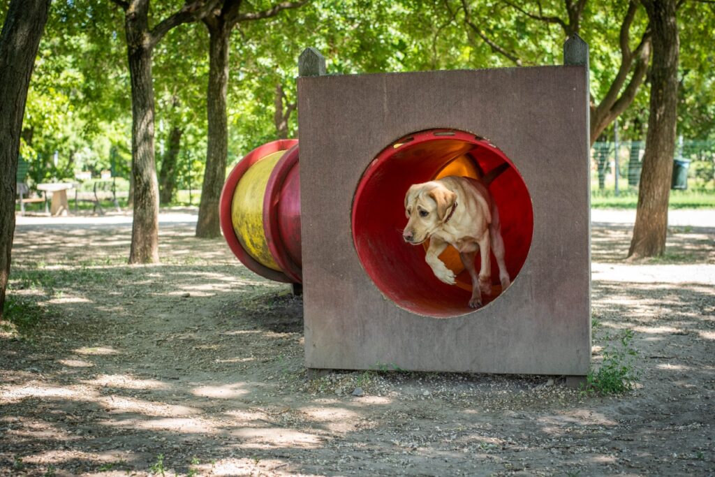 Egy sárga színű labrador fut át egy kutyajátszótéri, piros-sárga alagúton egy árnyékos, fás parkban.