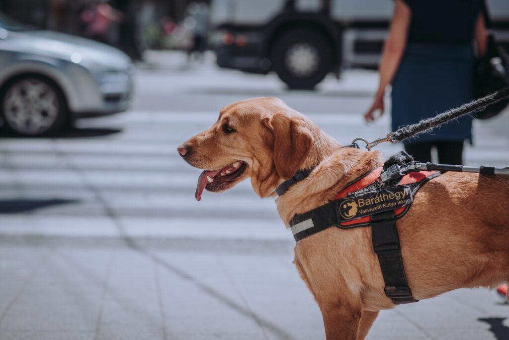 Our dog Sámán supports his owner Kopa Marcell in Pécs