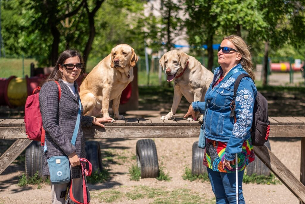 Két napszemüveges látássérült nő áll egy kutyajátszótéri fa akadály két oldalán, amin két sárga színű vakvezető kutya ül és áll egy napsütéses parkban.