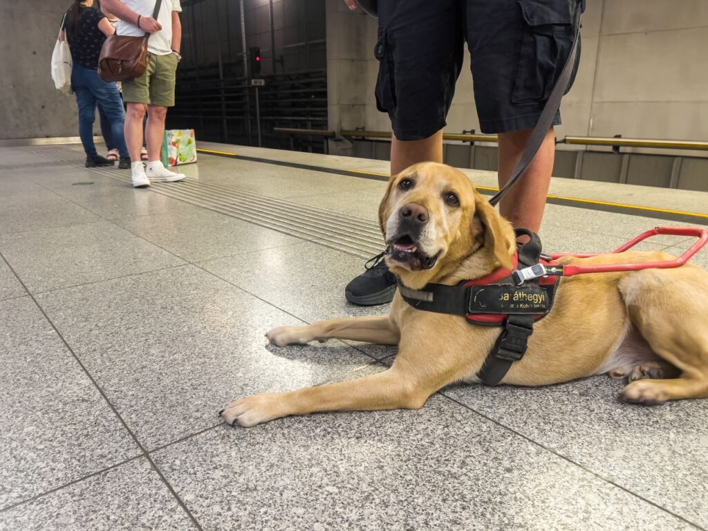 Sárga színű vakvezető kutya fekszik egy metróállomás peronján, egyenesen a kamerába nézve, miközben gazdája sötét nadrágos lába és póráza látható mellette.