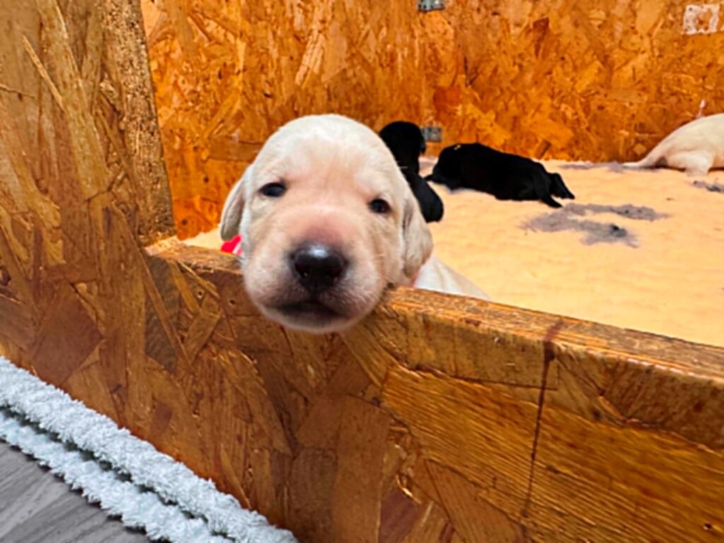 Egy apró, sárga színű labrador kiskutya néz farkasszemet a kamerával, miközben a feje egy OSB-lapból készült elkerítés peremén pihen. A háttérben testvérei alszanak.