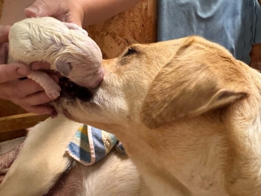 A human hand gently holds a newborn, still-wet yellow puppy close to its mother, Azúr, who tenderly sniffs her newborn puppy.