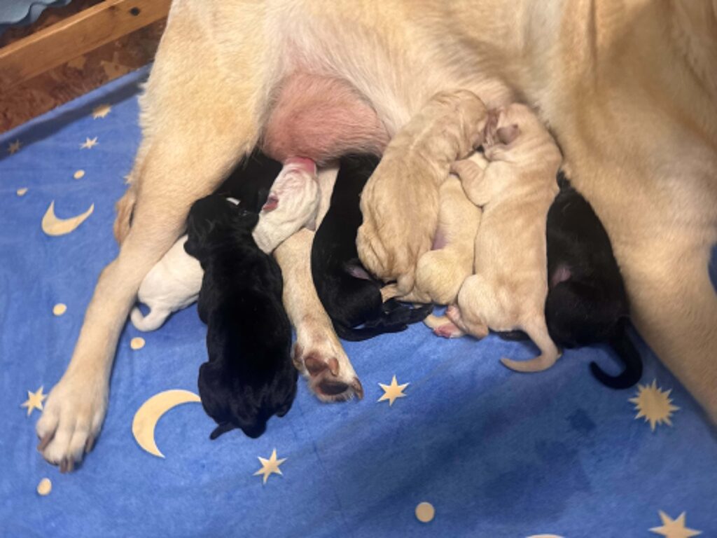 Közeli kép Azur kutyáról, amint az oldalán fekszik, miközben apró, fekete és sárga színű újszülött kölykei szorosan egymás mellett táplálkoznak.