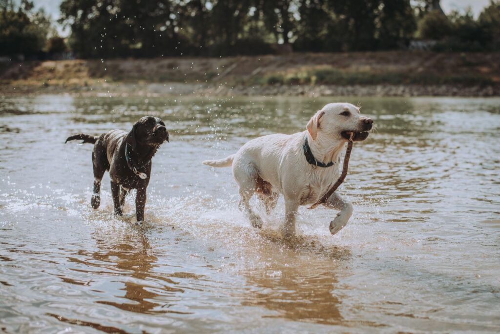Merkúr, a black Labrador, running into the water and playing with a stick