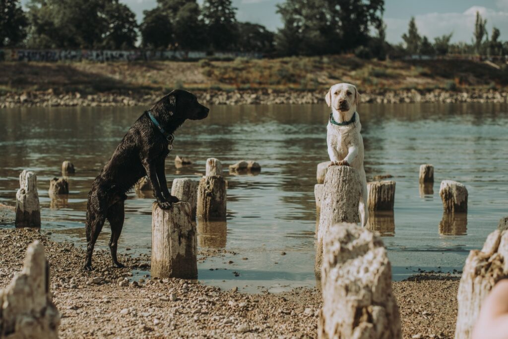 Egy fekete és egy sárga labrador kutya két lábra ágaskodva egyensúlyoz a vízben álló farönkökön a folyóparton.