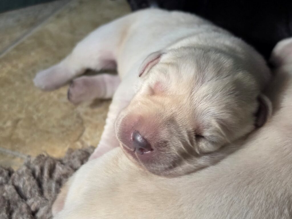 A tiny newborn Labrador puppy resting peacefully.