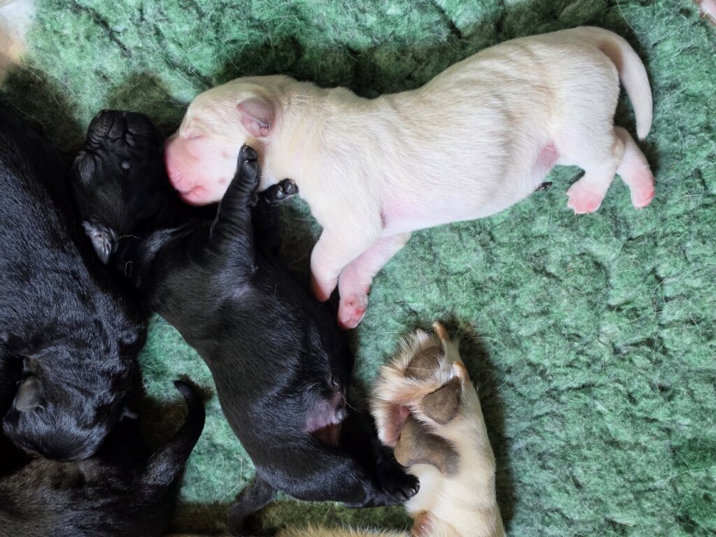 A group of newborn Labrador puppies cuddled together.