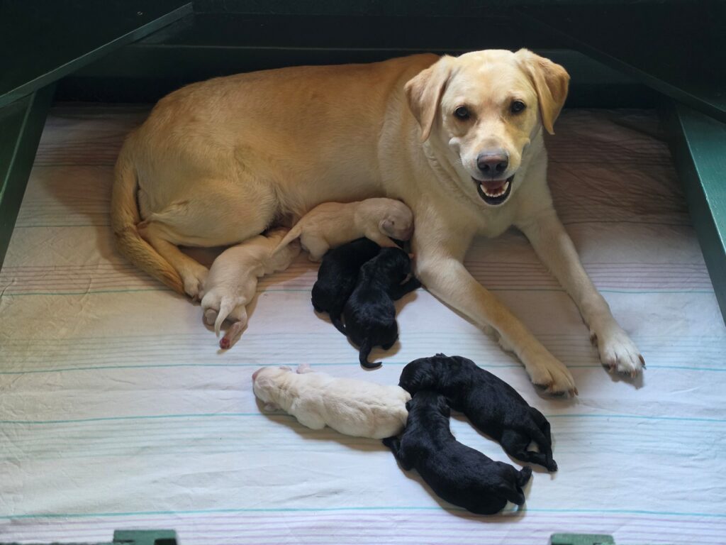 Malina resting with her newborn Labrador puppies.