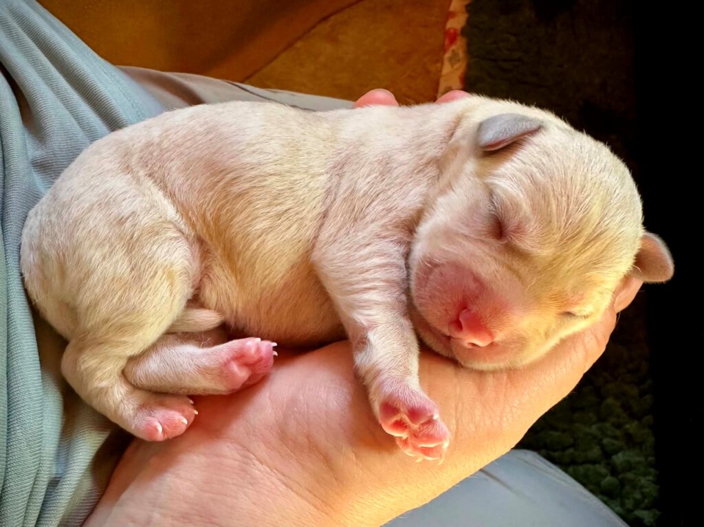 A tiny newborn Labrador puppy resting peacefully.