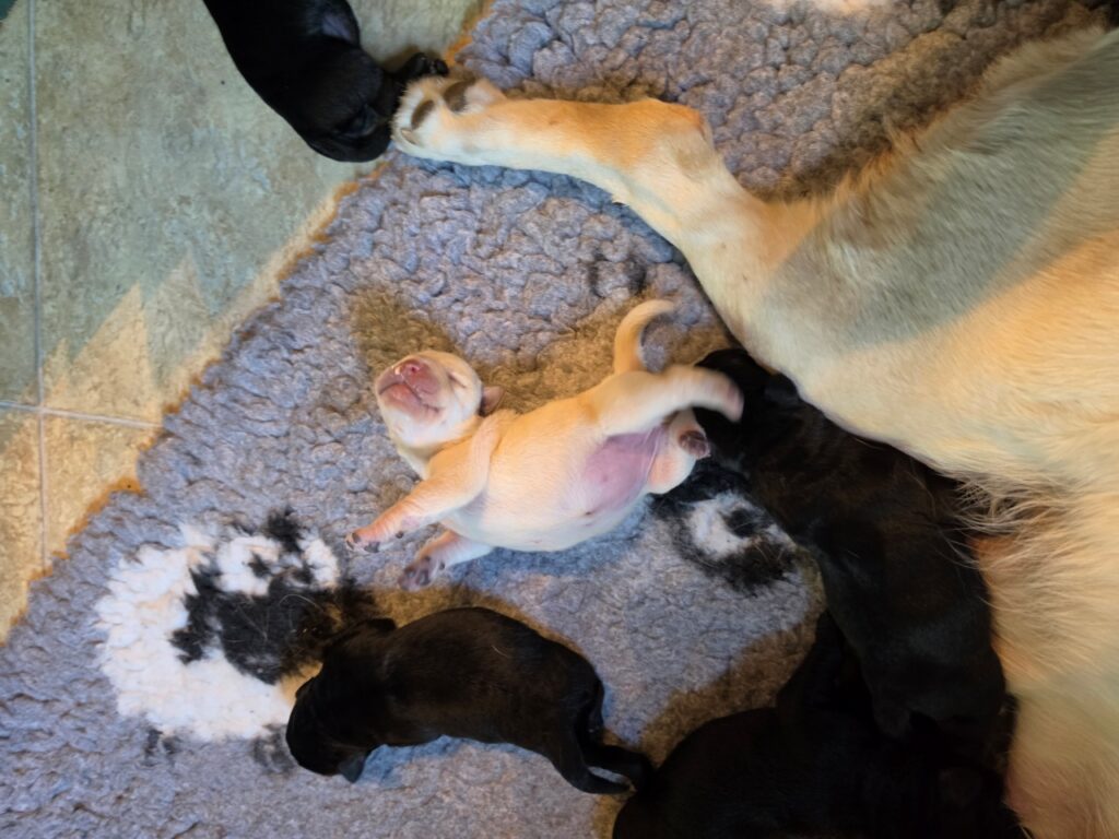 Newborn yellow and black Labrador puppies sleeping close to their mother.