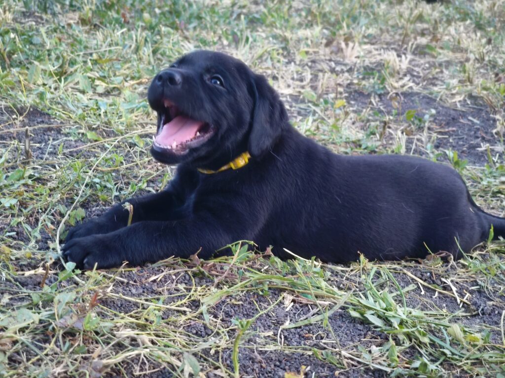A black puppy lying in the grass while yawning. It has a yellow collar.