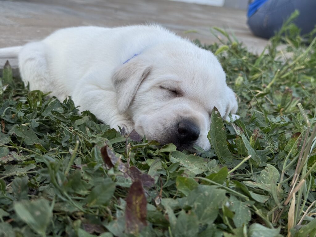 A yellow puppy is sleeping after playing.