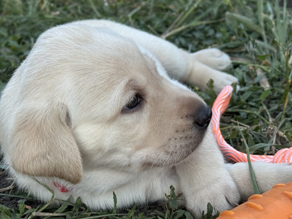 A close up of the puppy wearing the red collar.