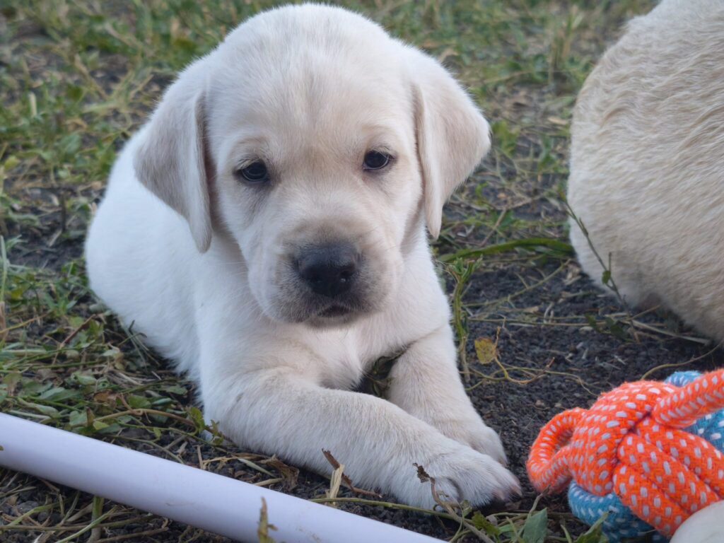 A five-week-old yellow labrador puppy lying in the grass