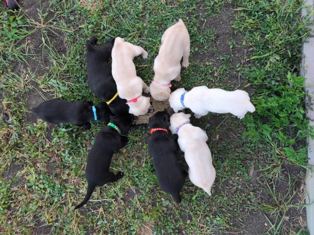 The puppies are eating together, sharing the bowl