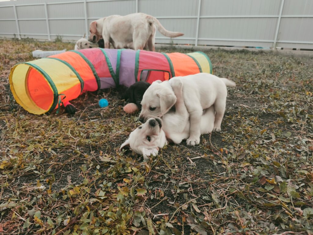 Five-week-old Labrador puppies exploring and playing together outdoors.