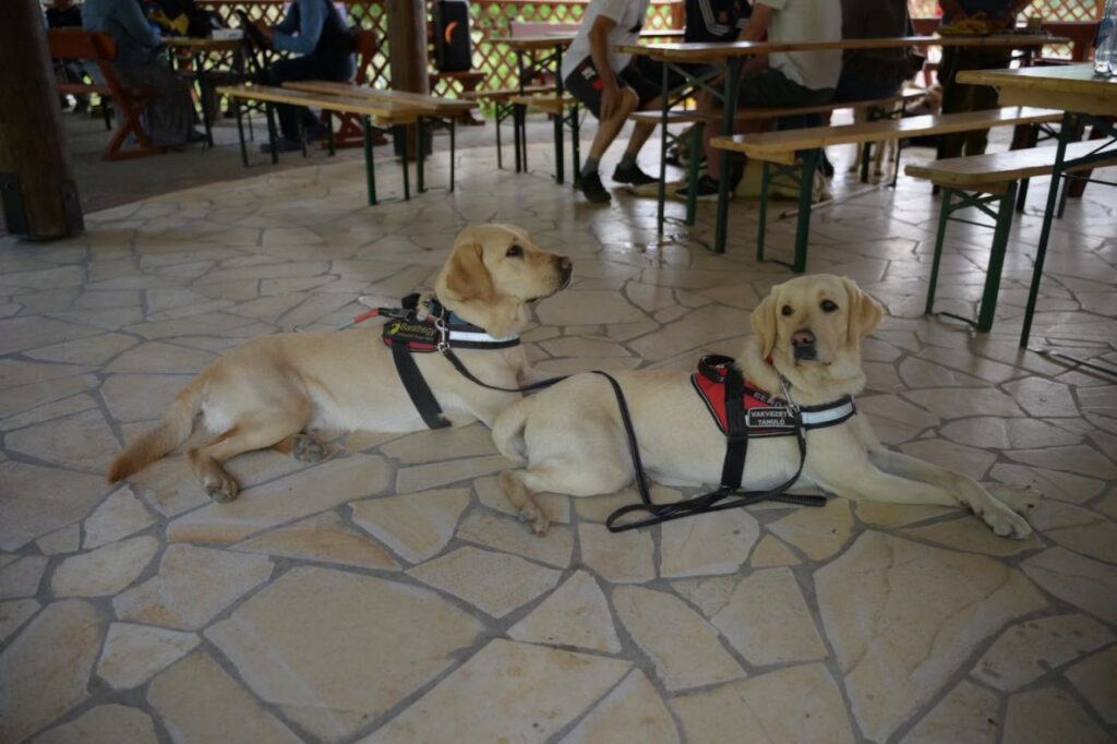 A guide dog and a puppy at a family day event