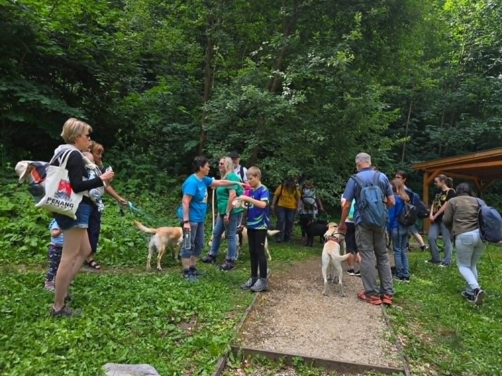 Guide dogs playing and running together during a community picnic