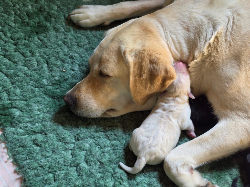 Malina gently caring for her one-week-old puppies.