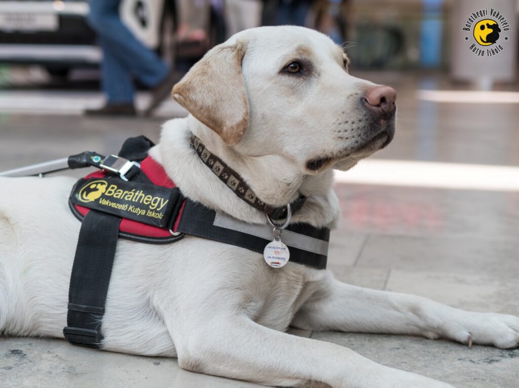 Egy sárga labrador vakvezető kutya fekszik a kövezeten, piros „Baráthegyi Vakvezető Kutya Iskola” feliratú hámban, és figyelmesen tekint félre.