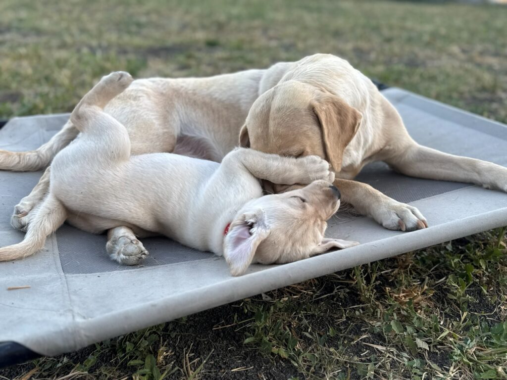 Egy felnőtt sárga labrador és egy sárga labrador kölyökkutya játékosan hancúroznak egymással egy szabadtéri, magasított kutyafekhelyen.