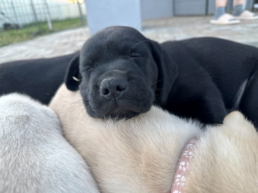 Egy apró fekete labrador kölyökkutya békésen hunyja le a szemét és pihenteti a fejét egy sárga kiskutya hátán.