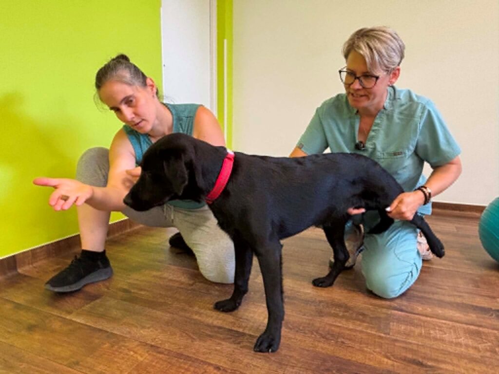 Egy piros nyakörves, fekete labrador fizioterápiás vizsgálaton vesz részt két szakember segítségével egy tornateremben.