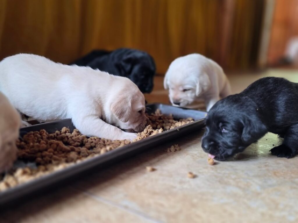Sárga és fekete labrador kölyökkutyák eszik a száraz tápot egy hosszúkás tálcáról egy világos padlón.