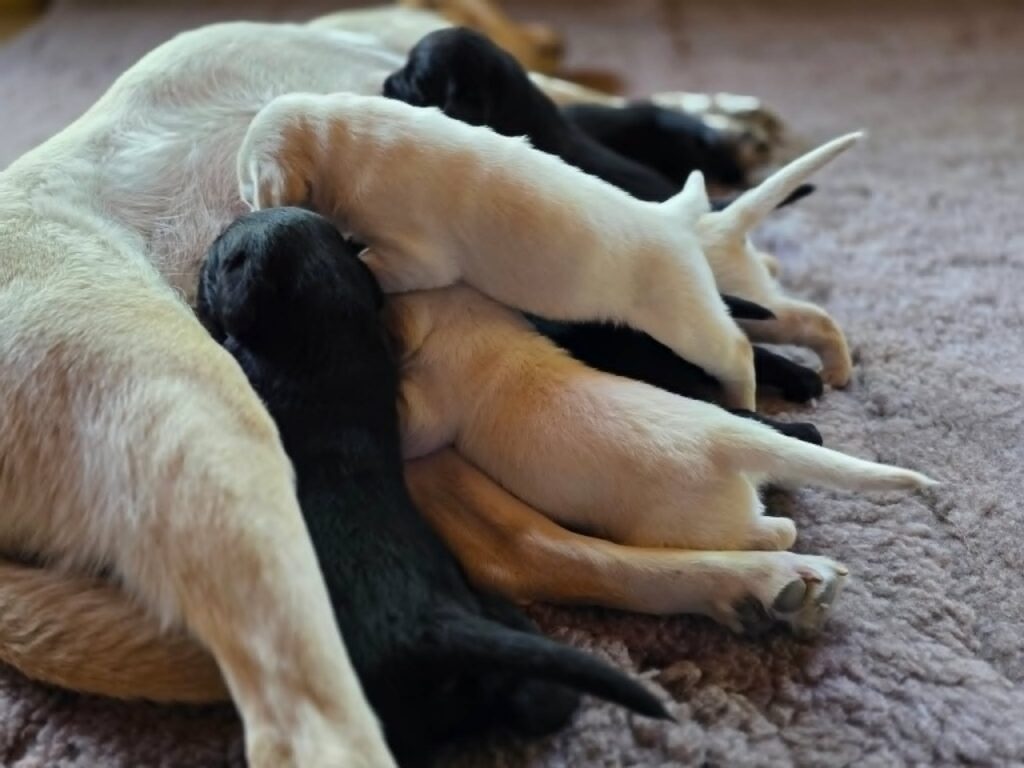 Újszülött sárga és fekete labrador kölyökkutyák szorosan egymáshoz bújva szopnak az oldalt fekvő anyakutyán egy puha szőnyegen.