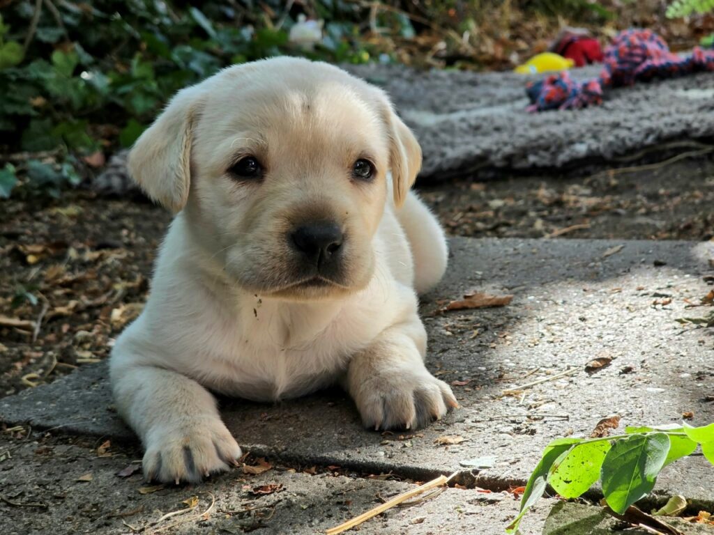 Egy tüneményes sárga labrador kölyökkutya fekszik a kövezett talajon, és kíváncsi, lágy tekintettel néz közvetlenül a kamerába.
