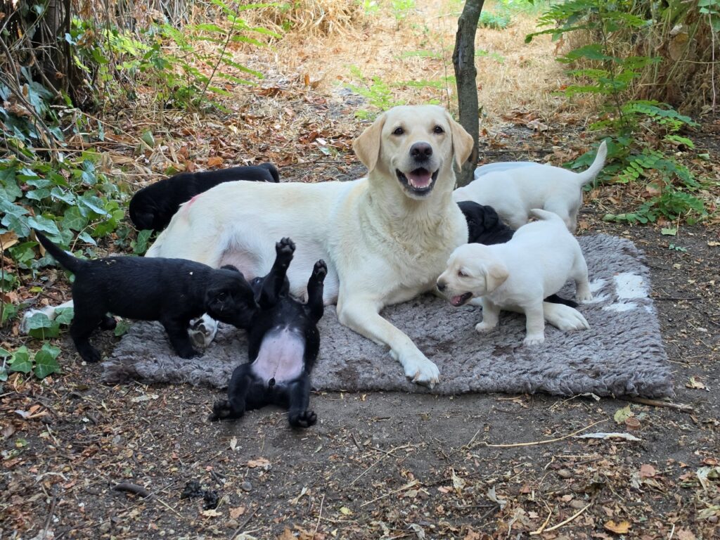 Malina, a sárga labrador anyakutya büszkén mosolyog egy puha fekhelyen fekve, miközben sárga és fekete kölykei játékosan nyüzsögnek körülötte az árnyékos kertben.