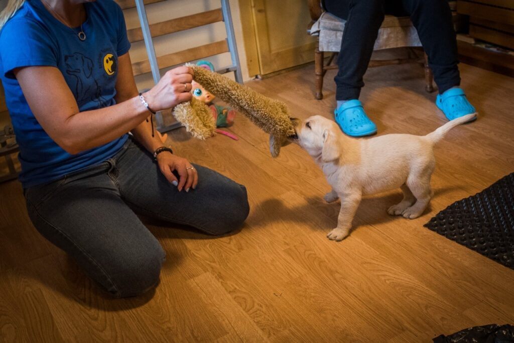 Emese is playing tug-of-war with one of the puppies.