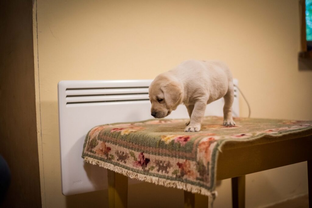 Egy sárga színű labrador kölyökkutya áll egy virágmintás szőnyeggel letakart kis asztalon, miközben kíváncsian lefelé néz.