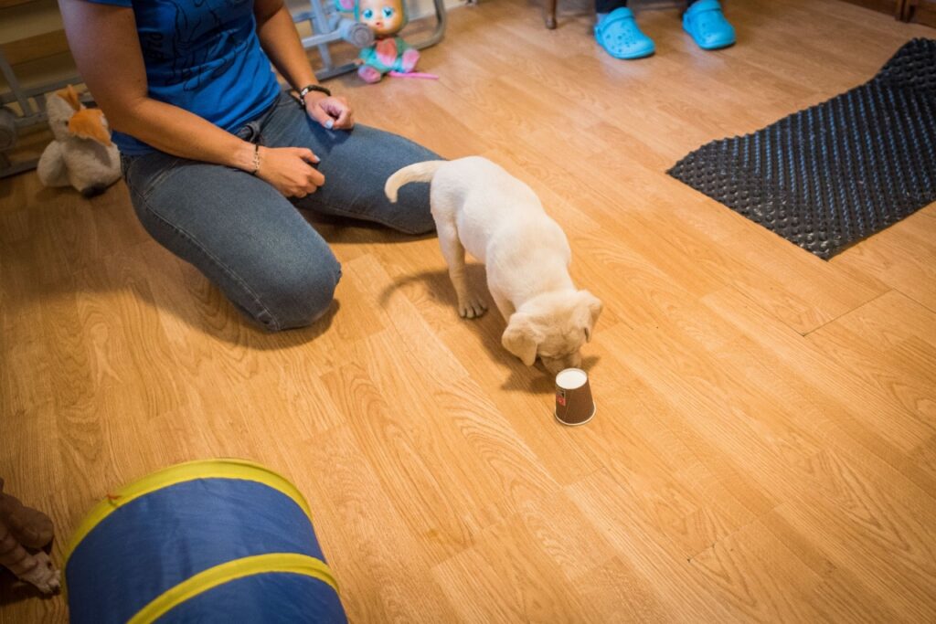 A puppy is looking at a cup with a treat under it.